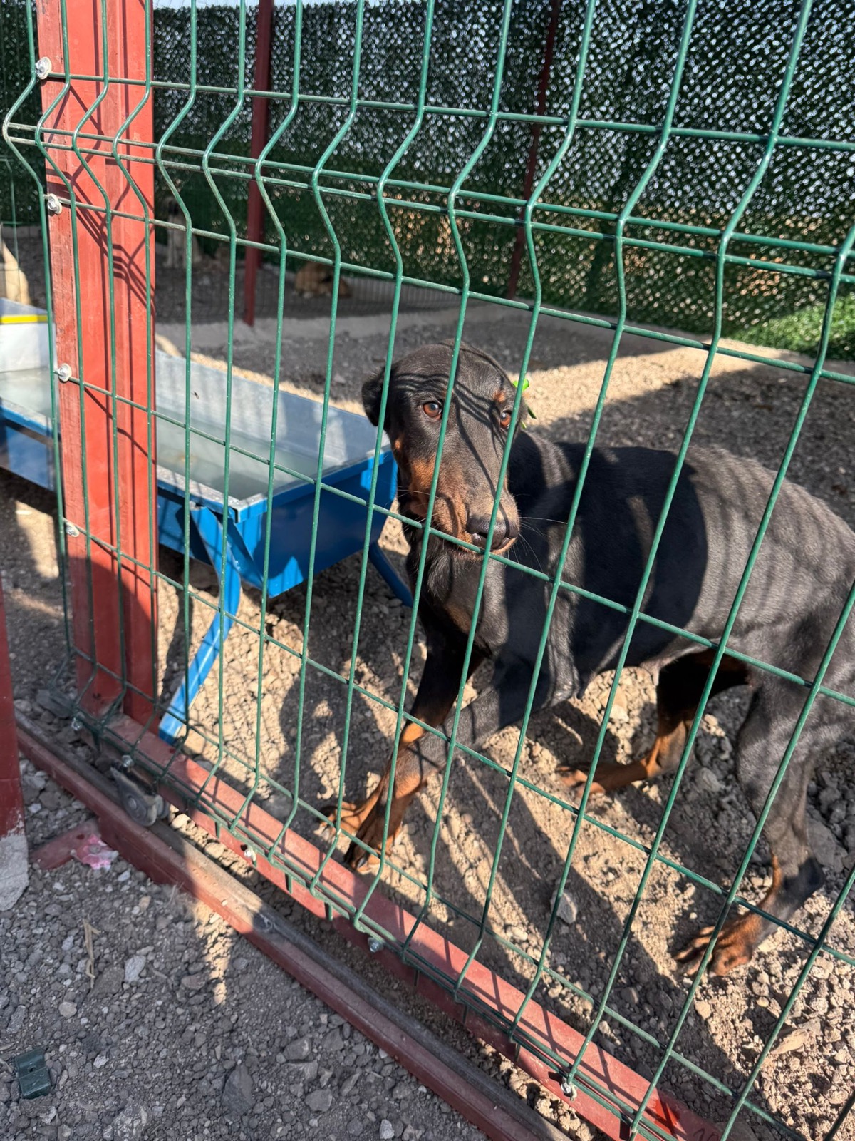 Rettung aus dem Tierheim Ermenek